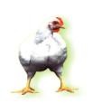 broiler
