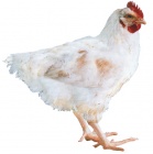ksm_140