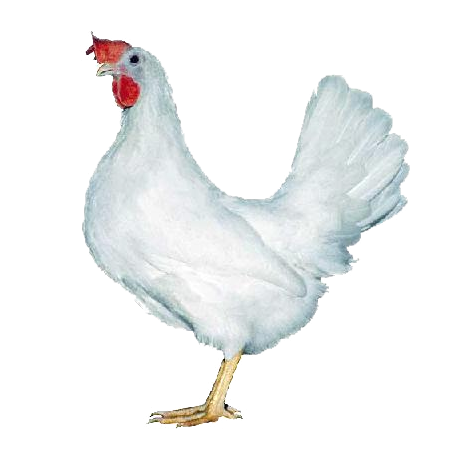 Leghorn biely