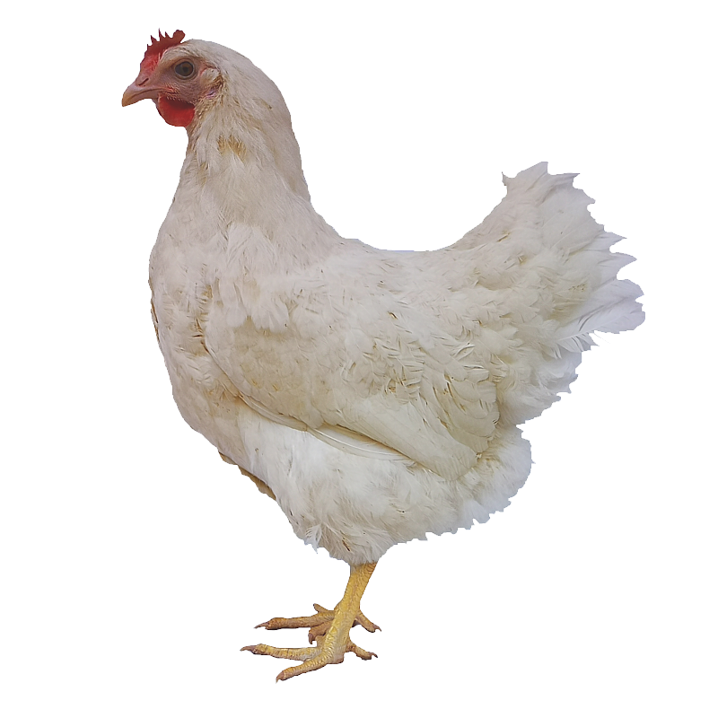 Snehulienka